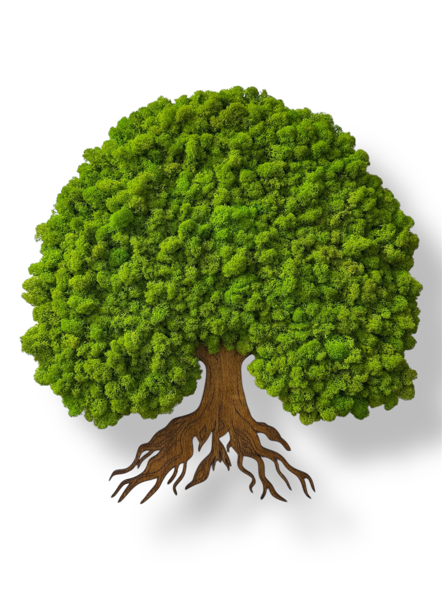 Machový strom pokoja