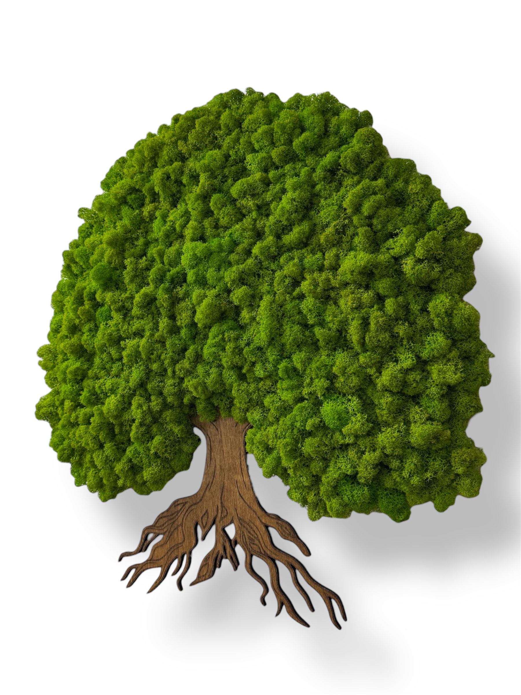 Machový strom pokoja