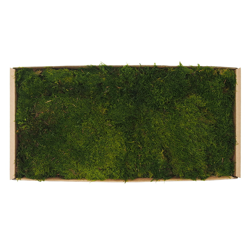 Plochý mach svetlý 0,2kg SWE