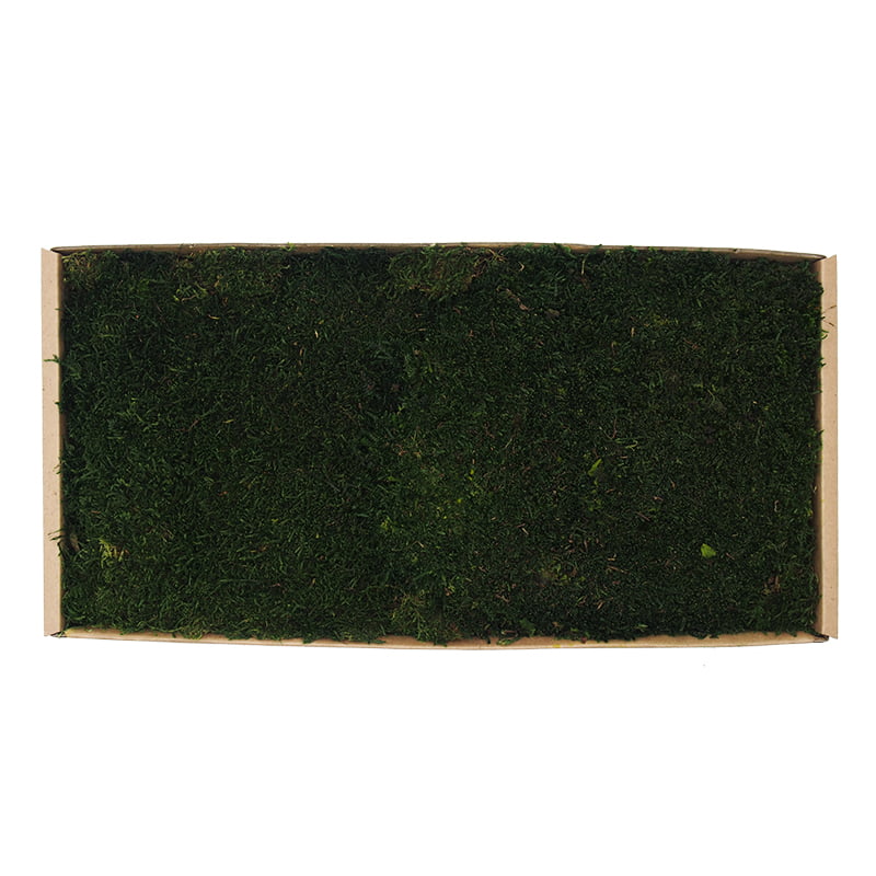 Plochý mach tmavý 0,2kg SWE