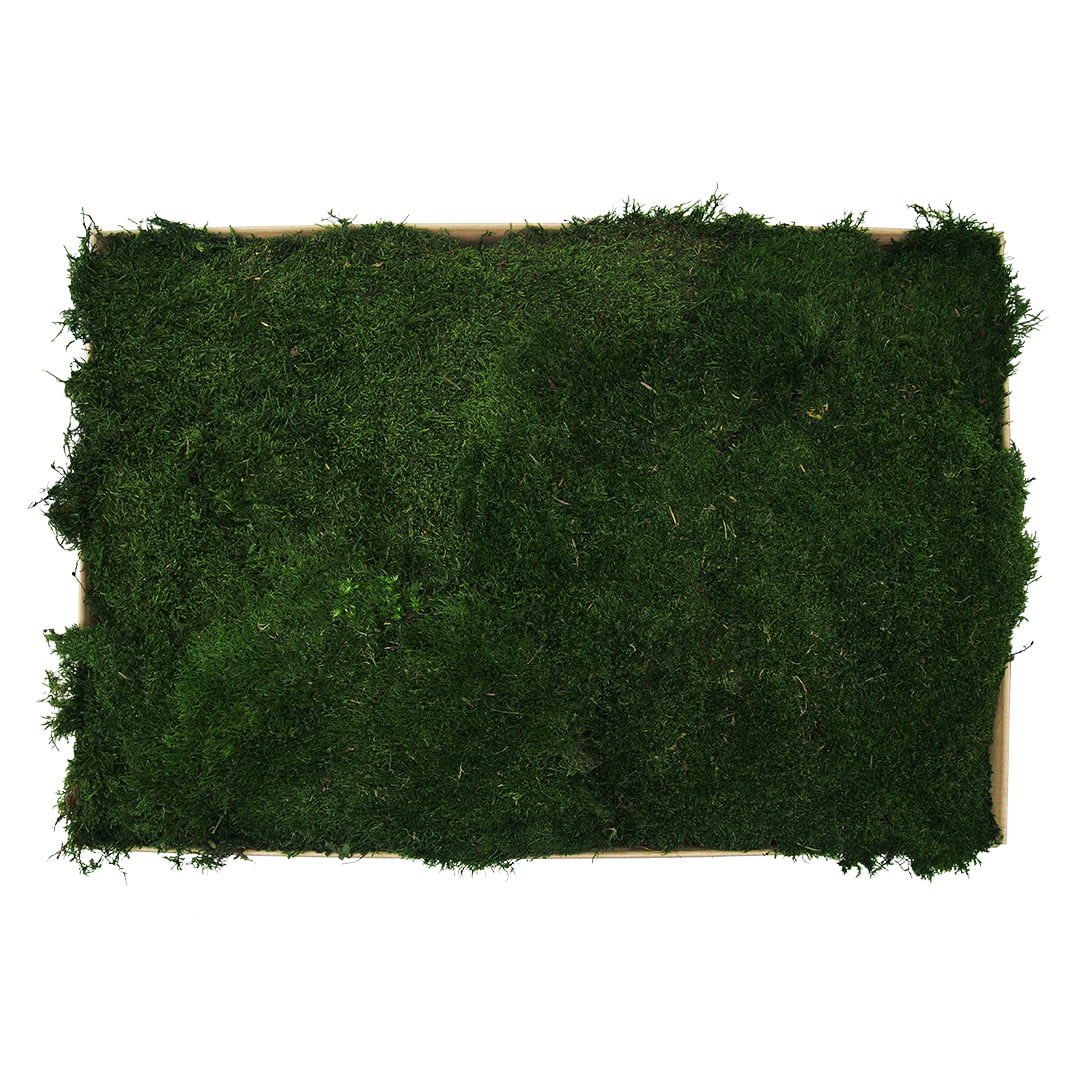 Plochý mach stredný 1m² SWE