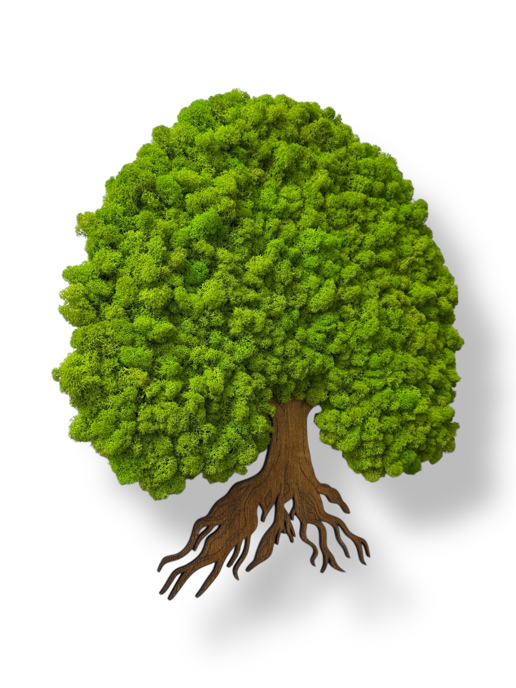 Machový strom pokoja