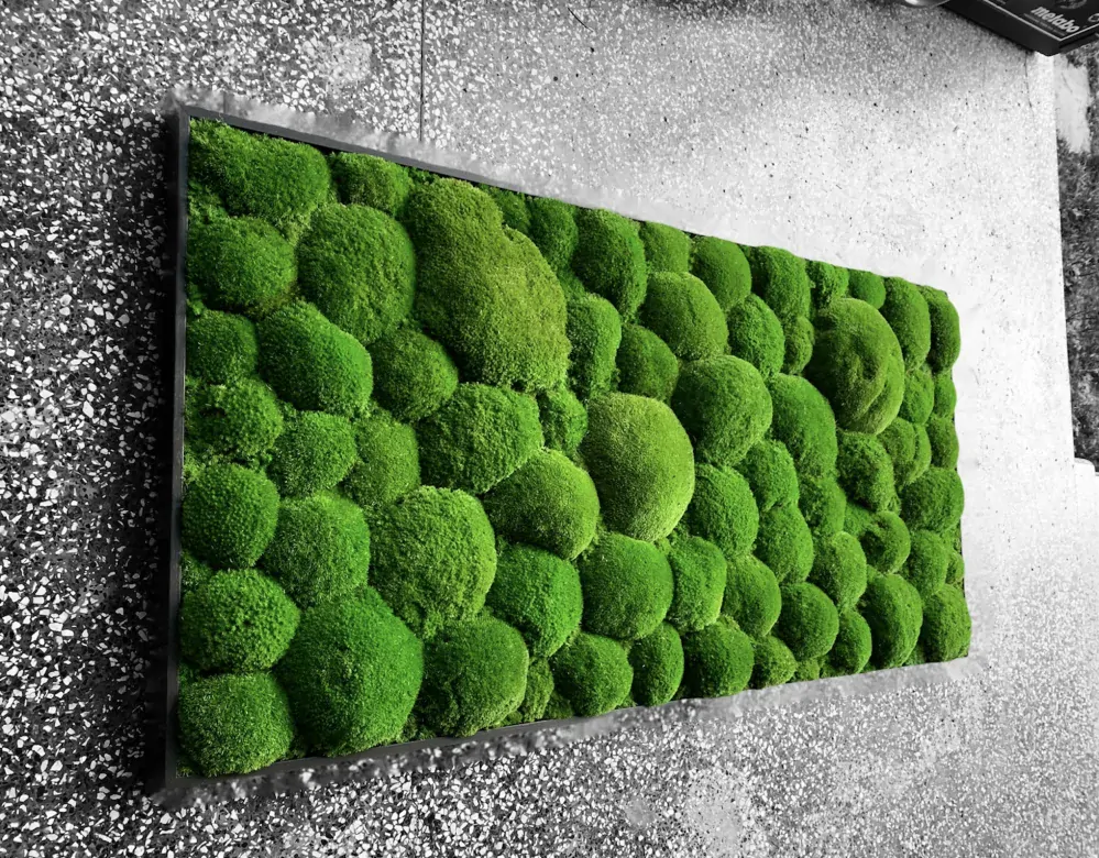 Machový obraz Kopčekový Bolmoss