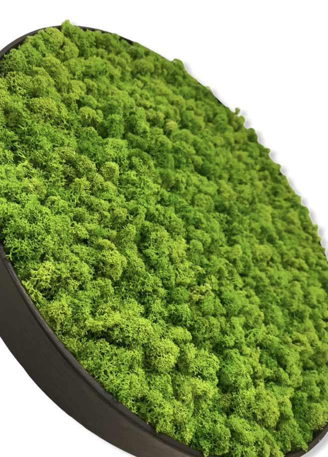 Machový obraz Kruh Lišajník