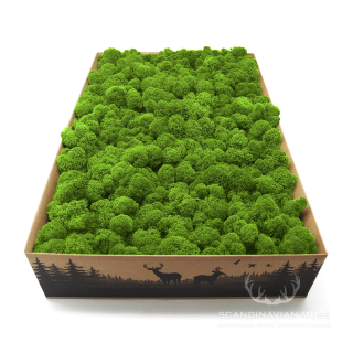 Lišajník mach vyčistený svetlý zelený 2kg FIN