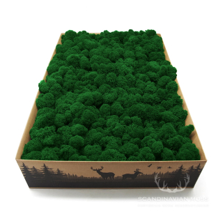 Lišajník mach vyčistený stredne zelený 2kg FIN